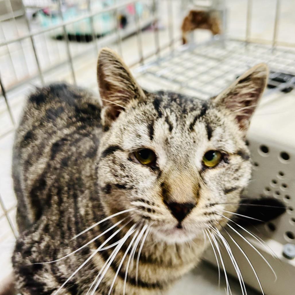 Biscoff, a Adoptable Domestic Short Hair in East Smithfield , PA image 2/6