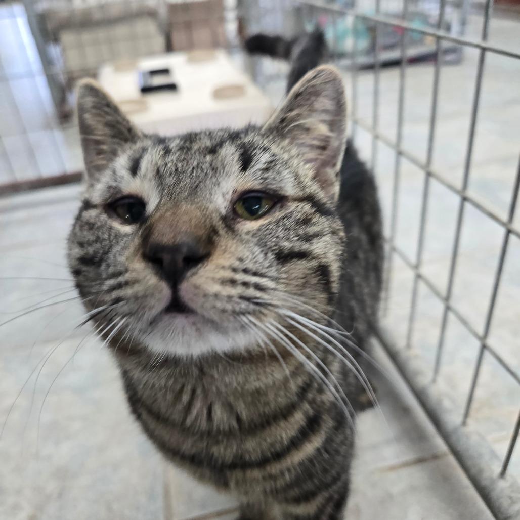 Biscoff, a Adoptable Domestic Short Hair in East Smithfield , PA image 3/6