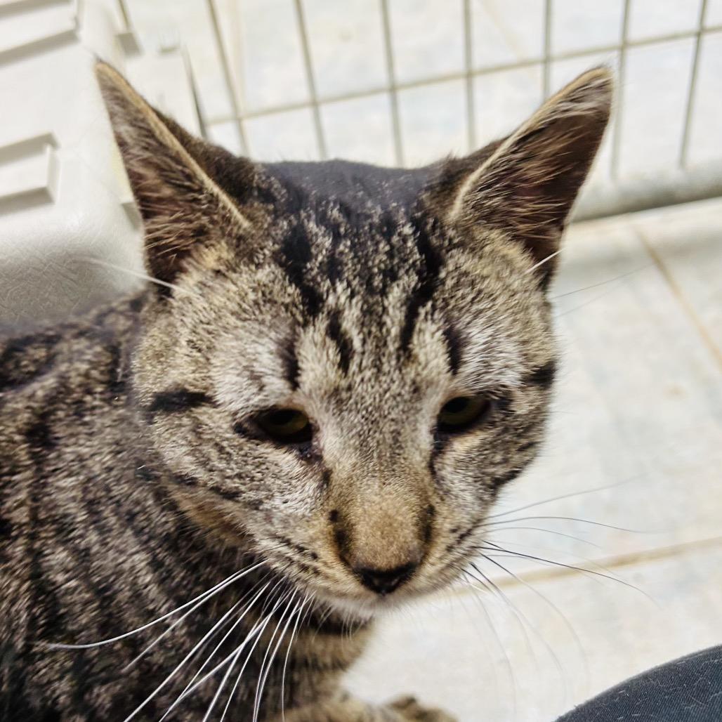 Biscoff, a Adoptable Domestic Short Hair in East Smithfield , PA image 4/6