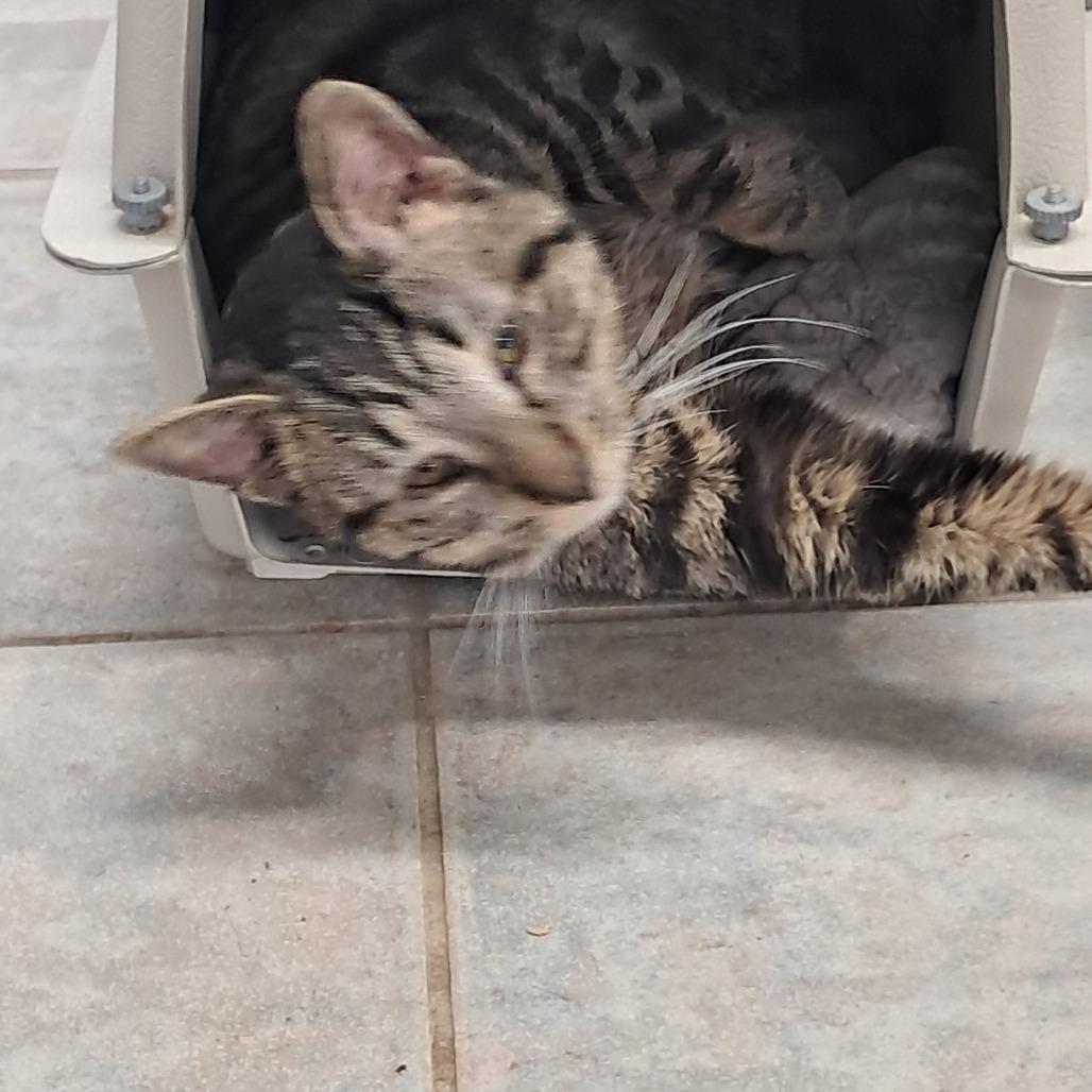 Biscoff, a Adoptable Domestic Short Hair in East Smithfield , PA image 5/6
