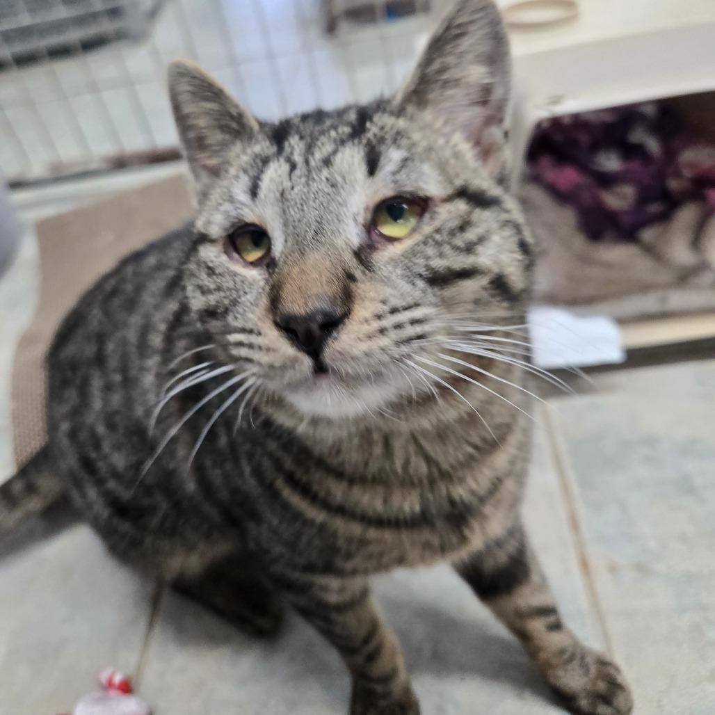 Biscoff, a Adoptable Domestic Short Hair in East Smithfield , PA image 4/6