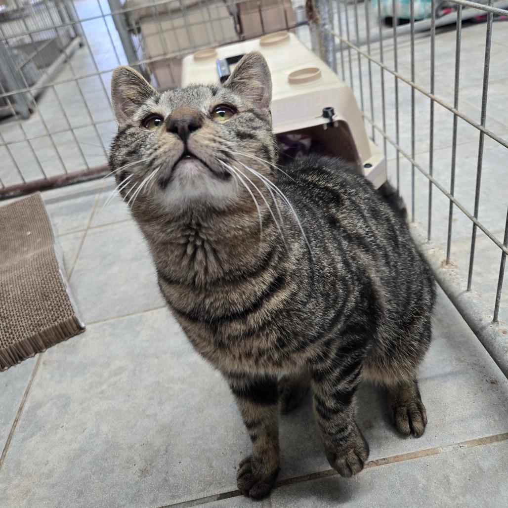 Biscoff, a Adoptable Domestic Short Hair in East Smithfield , PA image 6/6