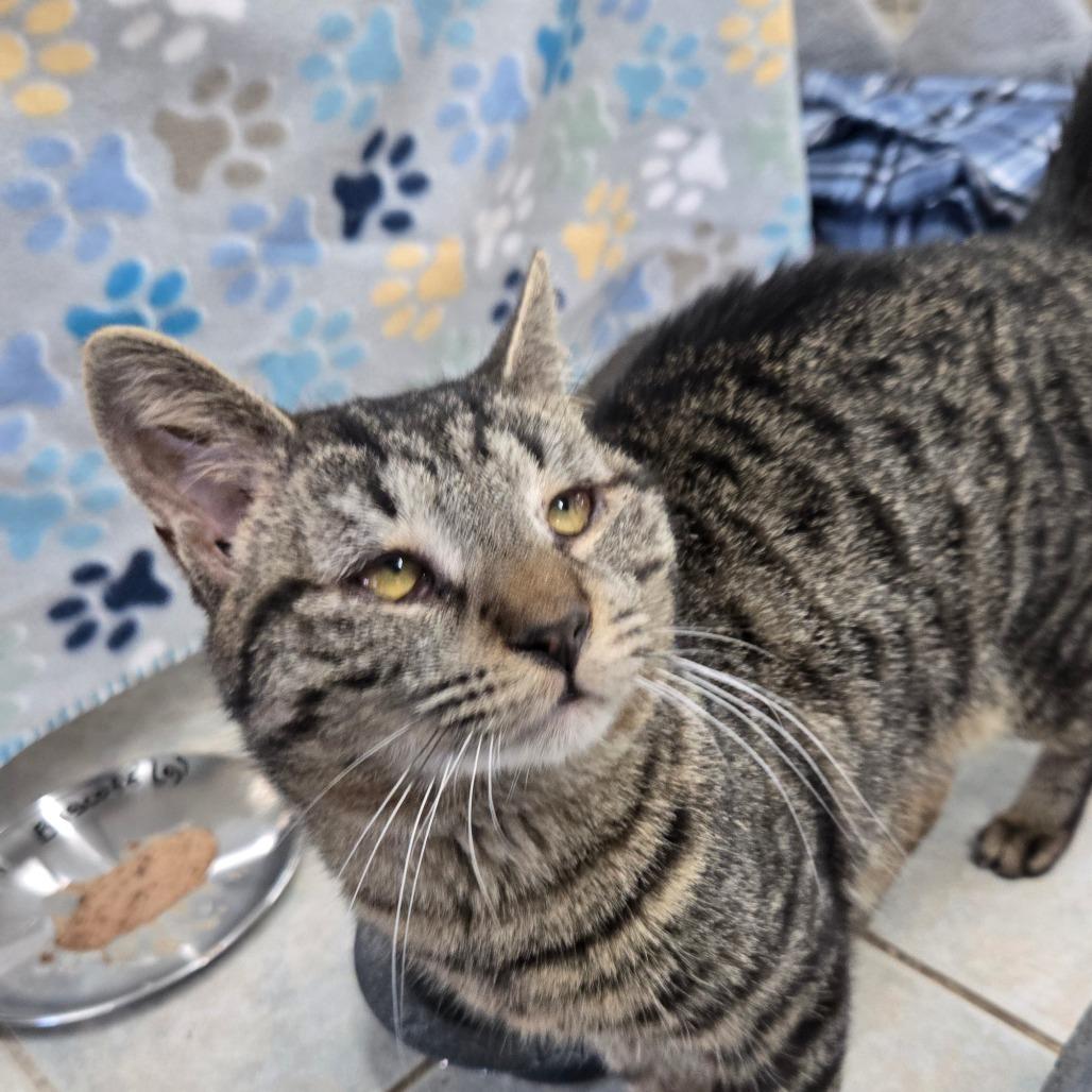Biscoff, a Adoptable Domestic Short Hair in East Smithfield , PA image 6/6