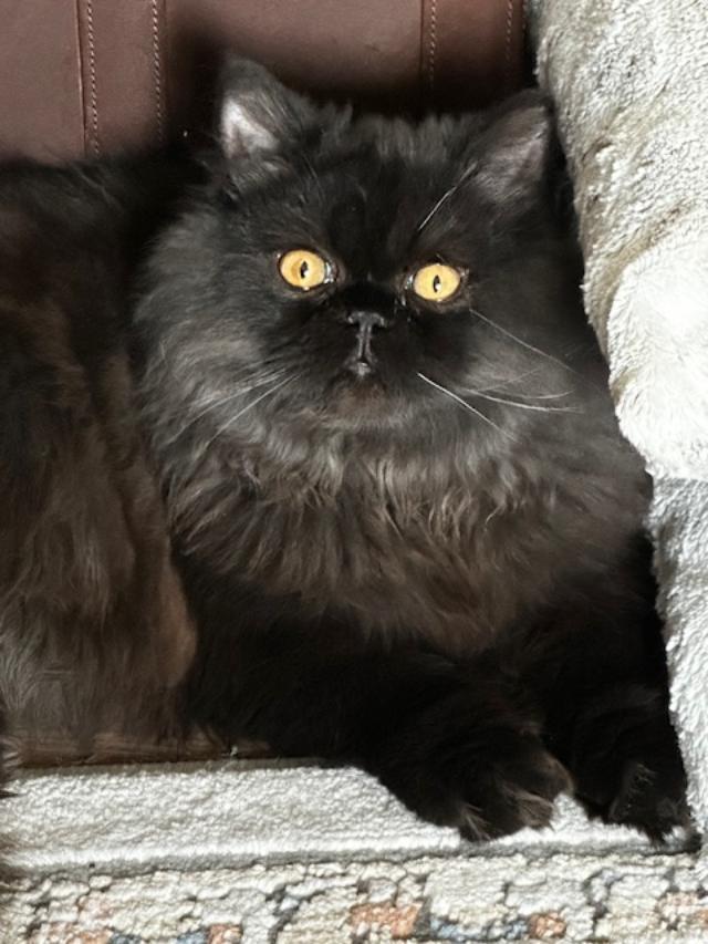 Cooper, ADOPTABLE, Young Male Persian.