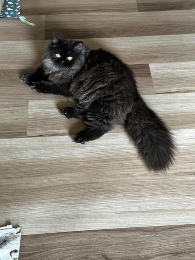 Enlarge Cooper, a ADOPTABLE Persian in Davis, CA image 3/3