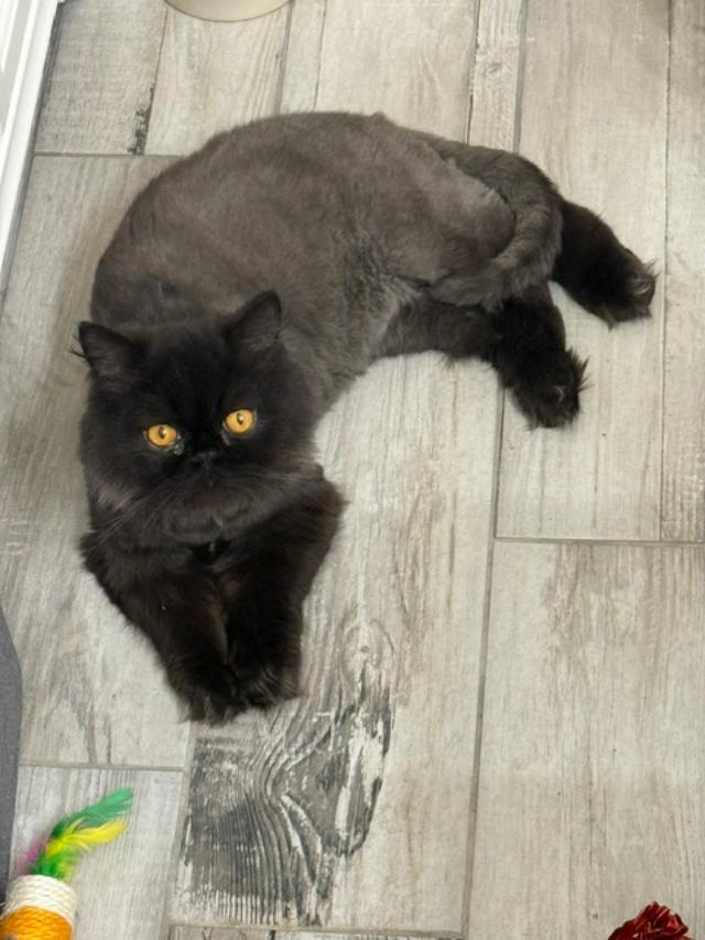 Enlarge Cooper, a ADOPTABLE Persian in Davis, CA image 2/3