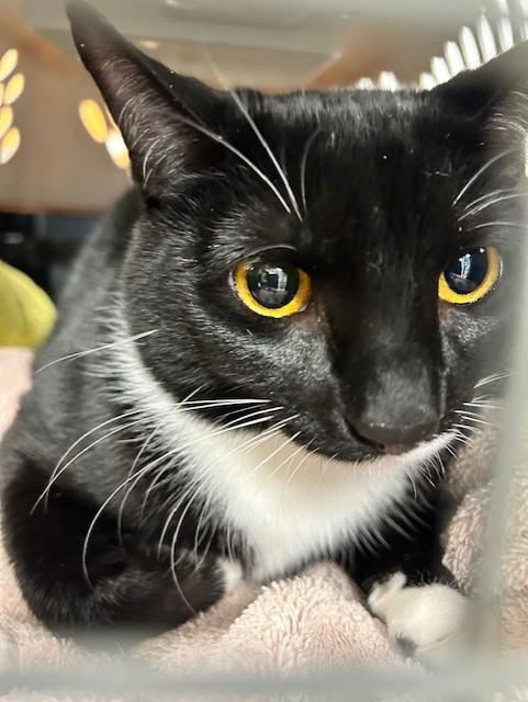 PRUNE, Adoptable, Young Female Domestic Short Hair.