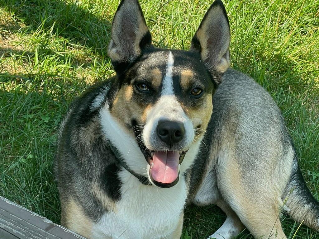 Enlarge BUDDY, a Adoptable mixed breed in Chandler, AZ image 1/3