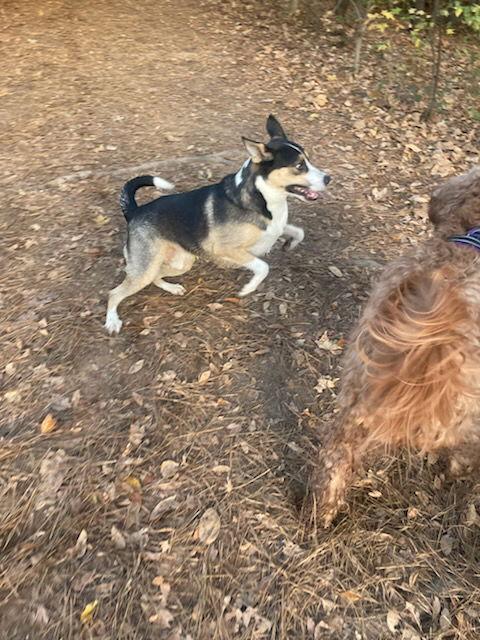 Enlarge BUDDY, a Adoptable mixed breed in Chandler, AZ image 2/3