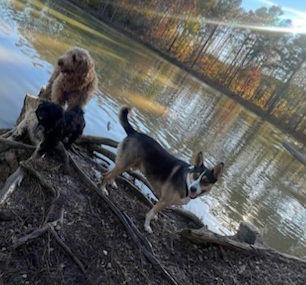 Enlarge BUDDY, a Adoptable mixed breed in Chandler, AZ image 3/3