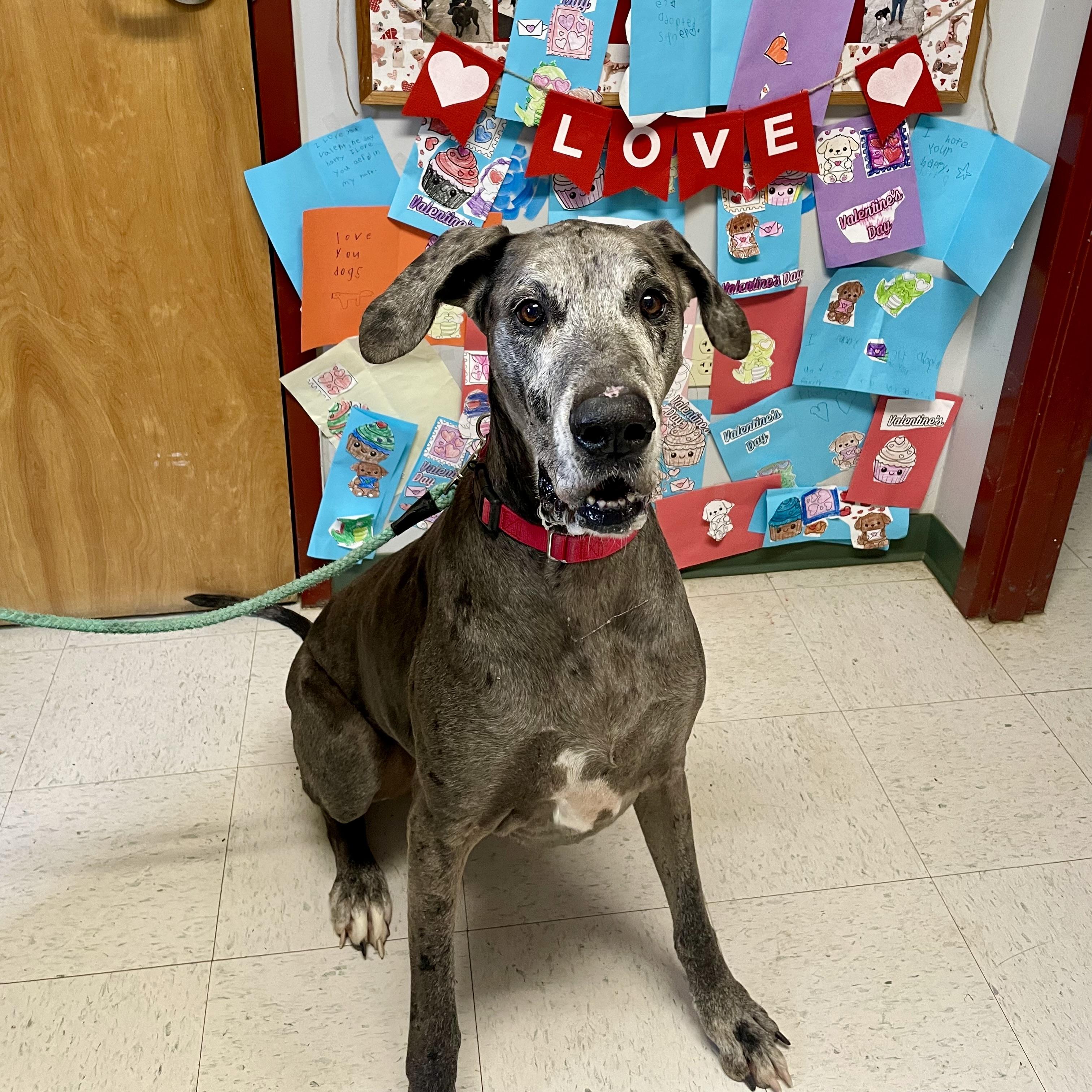 Gwen, a ADOPTABLE Great Dane in Maysville, KY image 2/5