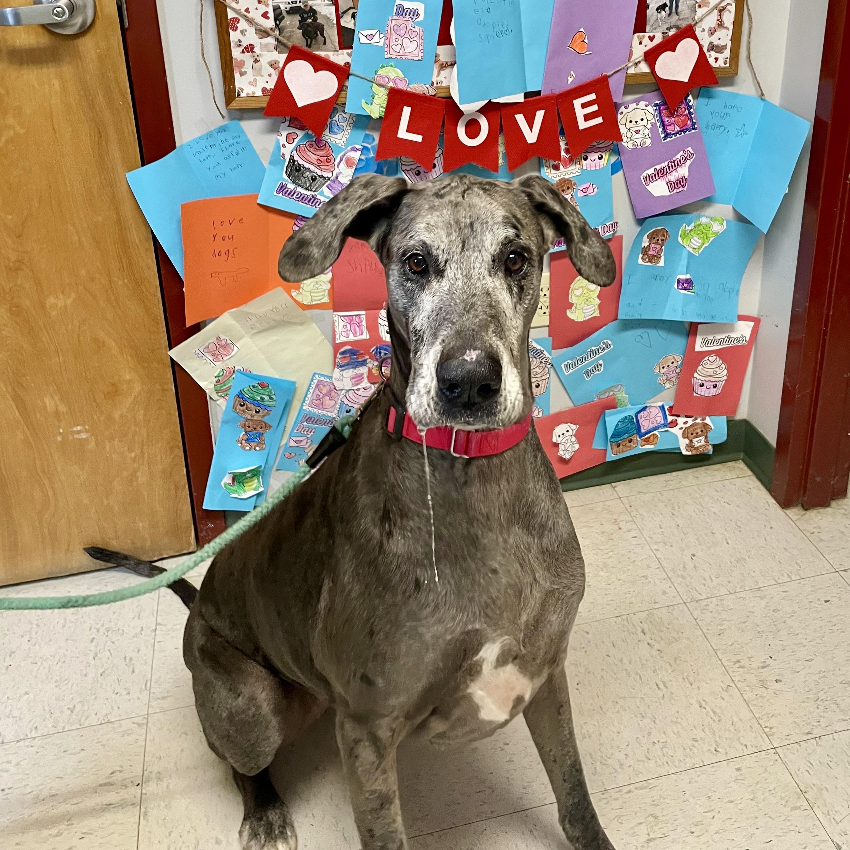 Gwen, a ADOPTABLE Great Dane in Maysville, KY image 1/5