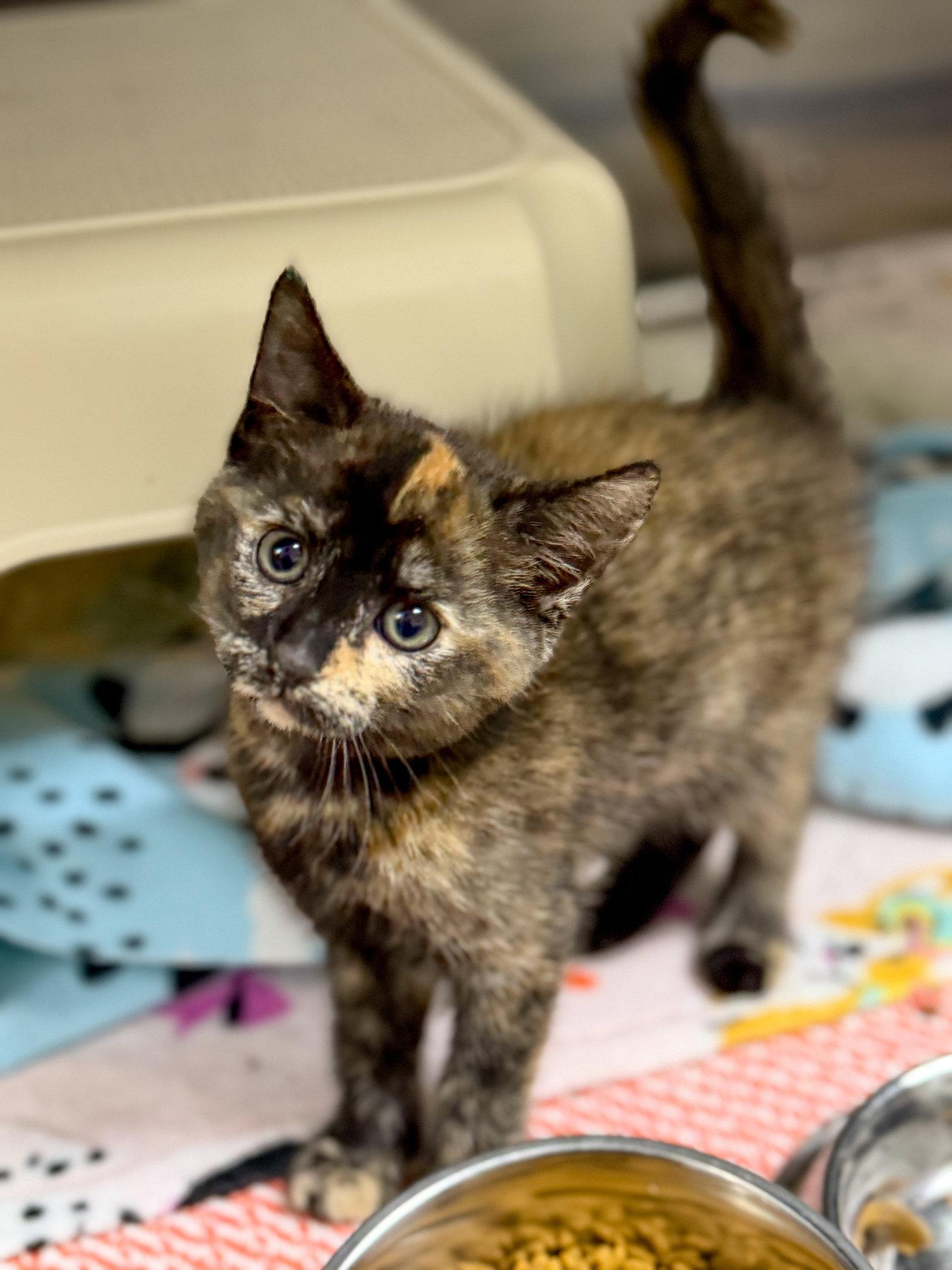 Gyoza, a Adoptable Tortoiseshell in Sanford, NC image 1/2