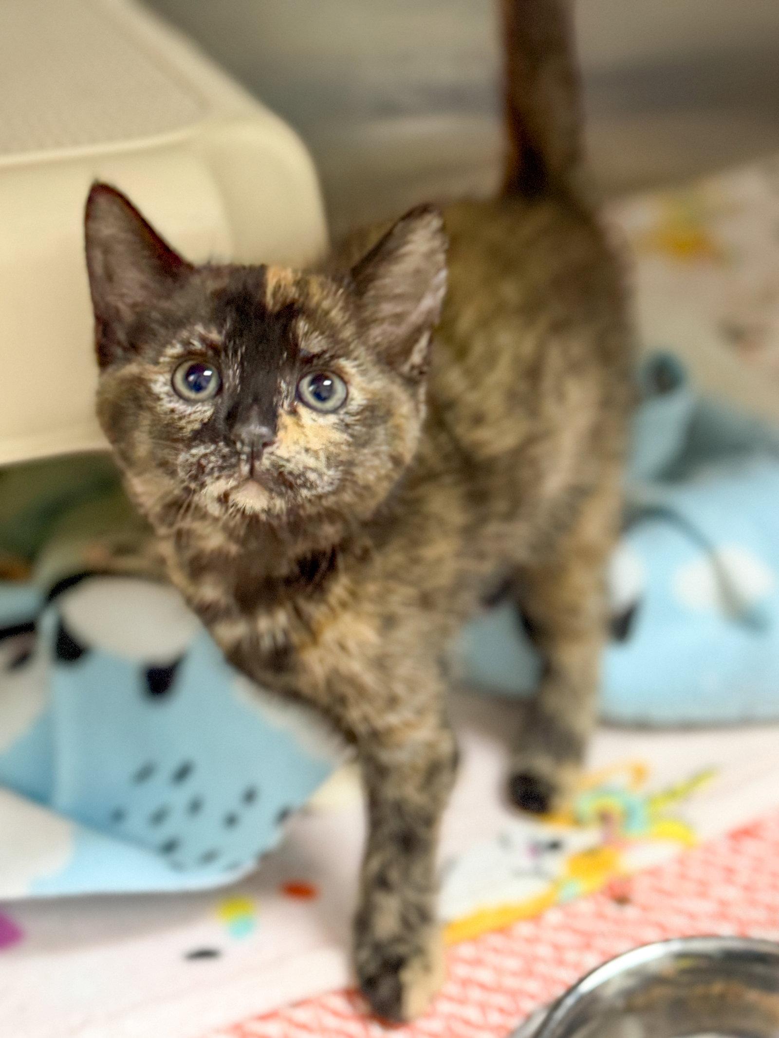 Gyoza, a Adoptable Tortoiseshell in Sanford, NC image 2/2