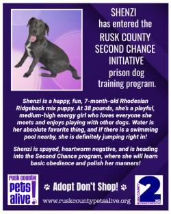 Enlarge Shenzi, a Adoptable mixed breed in Henderson, TX image 3/4