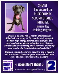 Enlarge Shenzi, a Adoptable mixed breed in Henderson, TX image 4/4