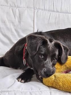 Enlarge Shenzi, a Adoptable mixed breed in Henderson, TX image 1/4