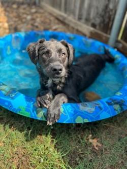 Enlarge Shenzi, a Adoptable mixed breed in Henderson, TX image 2/4