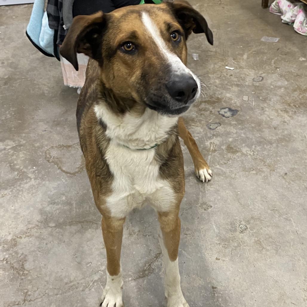 Long Legs, Adoptable, Adult Male Mixed Breed.