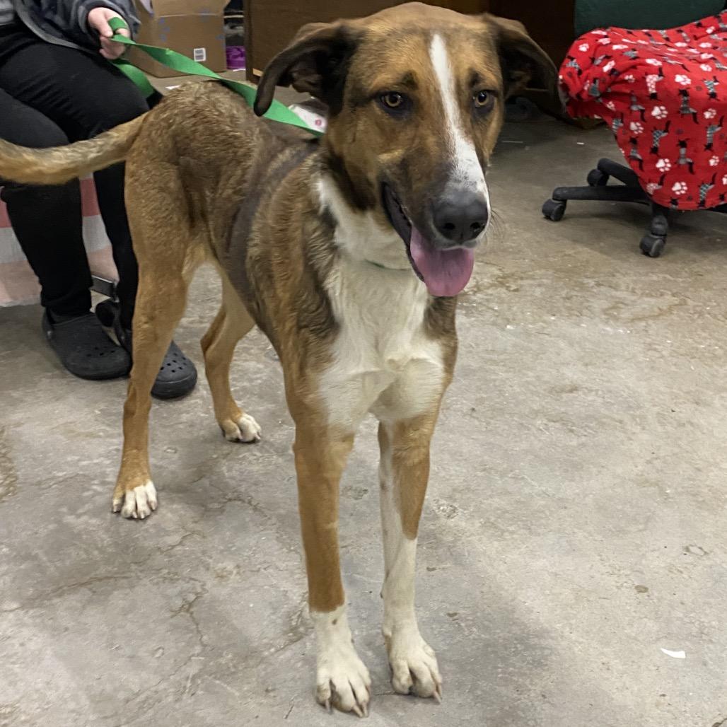 Enlarge Long Legs, a Adoptable Mixed Breed in Corbin, KY image 2/5