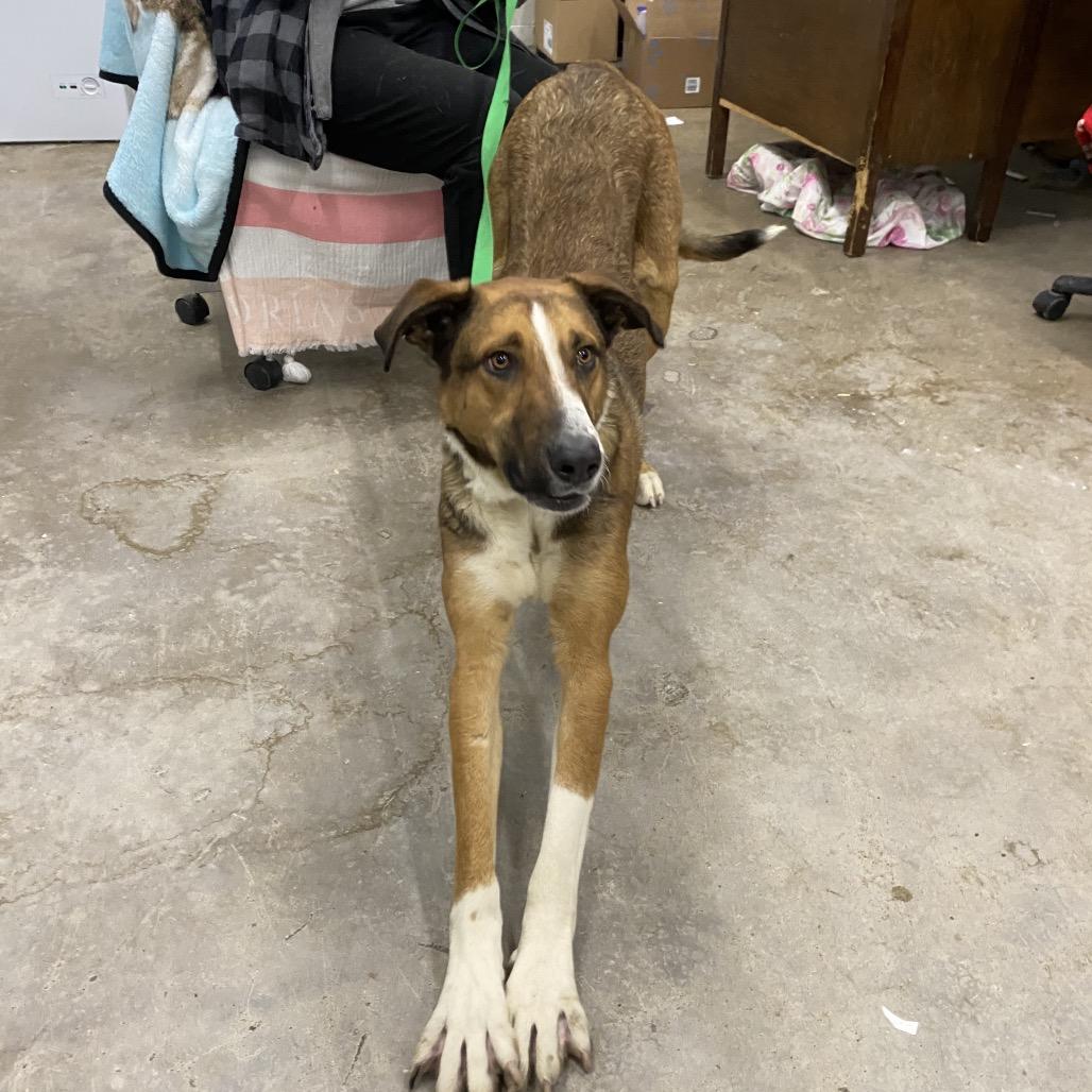 Enlarge Long Legs, a Adoptable Mixed Breed in Corbin, KY image 3/5