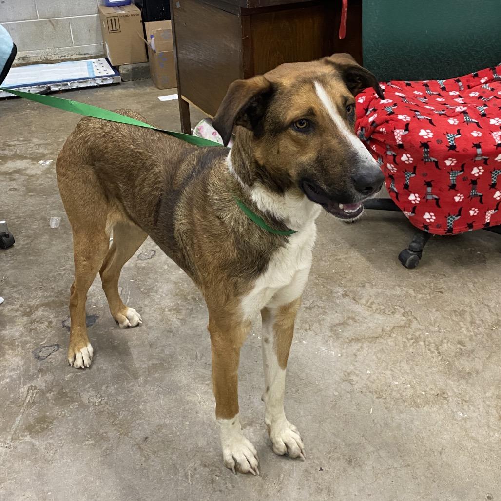Enlarge Long Legs, a Adoptable Mixed Breed in Corbin, KY image 4/5
