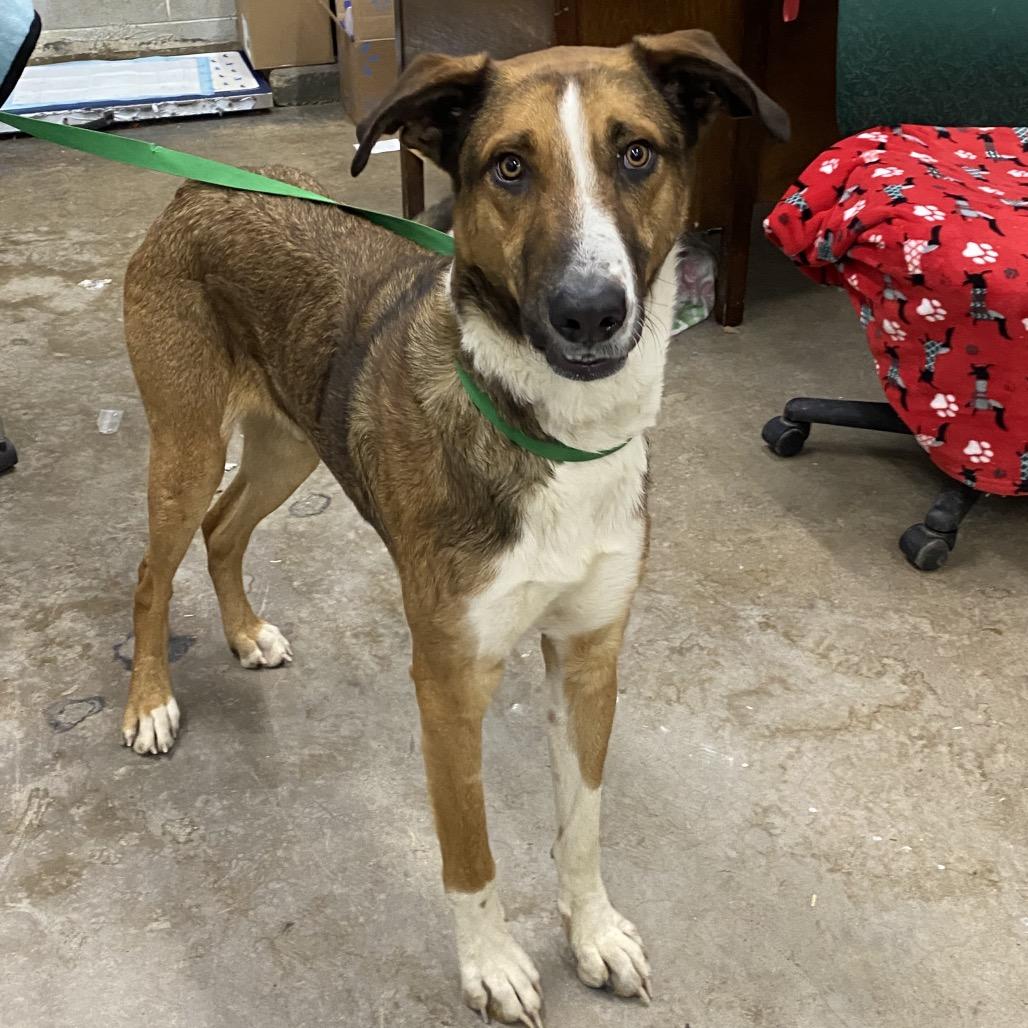 Enlarge Long Legs, a Adoptable Mixed Breed in Corbin, KY image 5/5