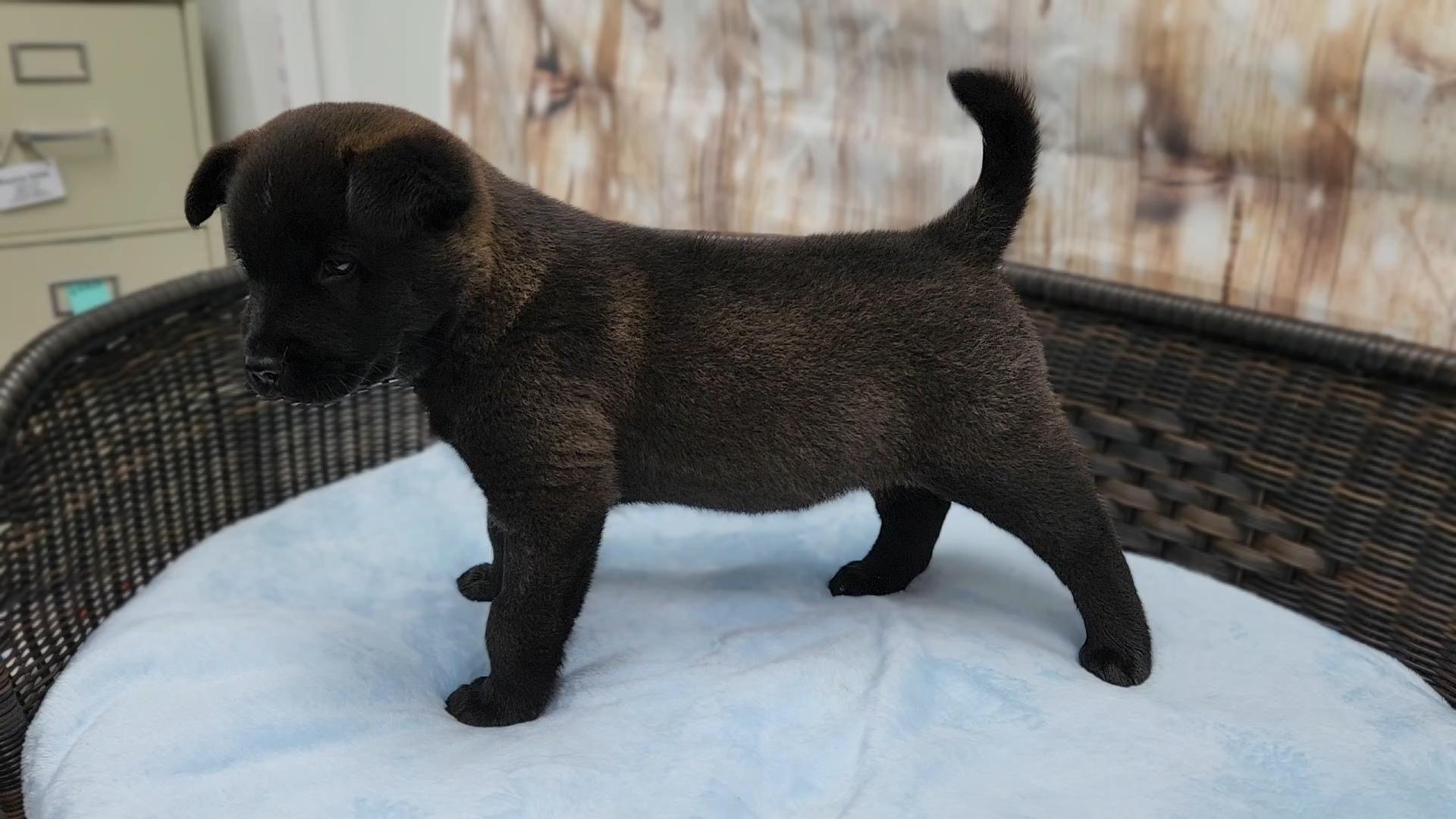 Peeta, Adoptable, Puppy Male Chow Chow & Cattle Dog.