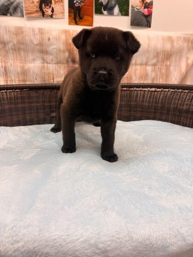 Enlarge Peeta, a Adoptable mixed breed in Neillsville, WI image 4/5