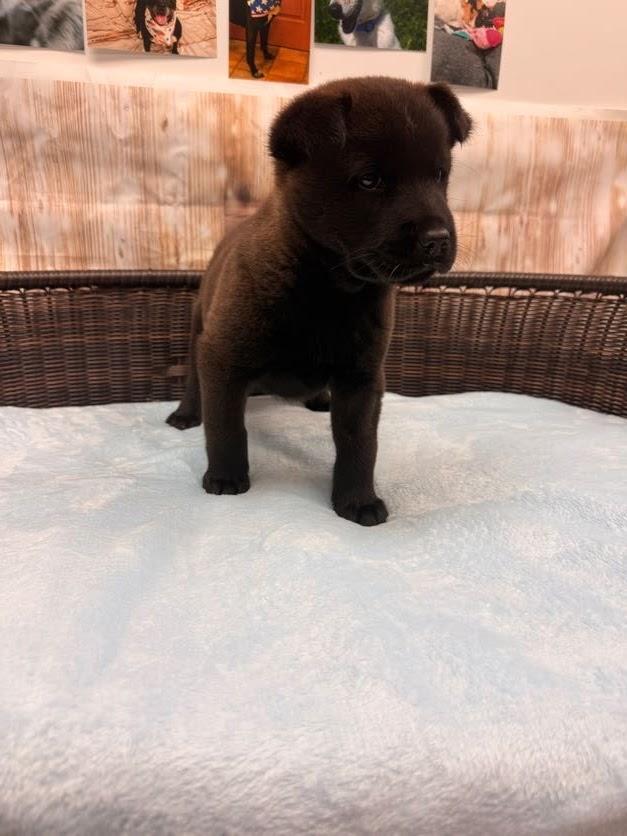 Enlarge Peeta, a Adoptable mixed breed in Neillsville, WI image 2/5