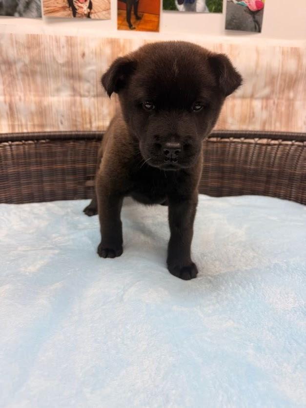 Enlarge Peeta, a Adoptable mixed breed in Neillsville, WI image 5/5