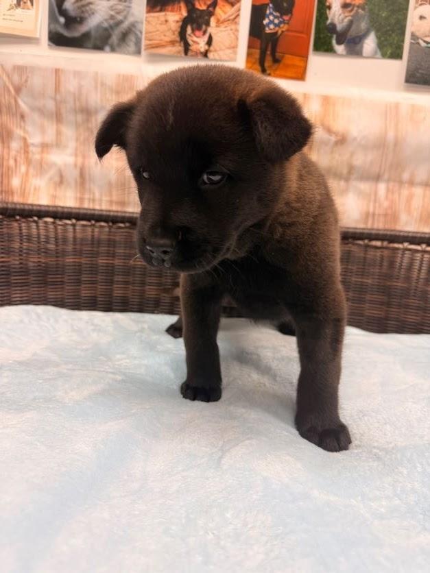 Enlarge Peeta, a Adoptable mixed breed in Neillsville, WI image 3/5