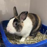 Enlarge Chungus, a ADOPTABLE Dutch in Hilliard, OH image 1/1