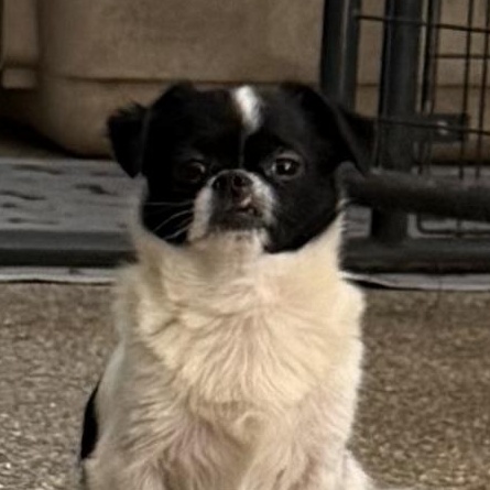 Enlarge Jack Daddy Joy, a Adoptable mixed breed in Woburn, MA image 1/4