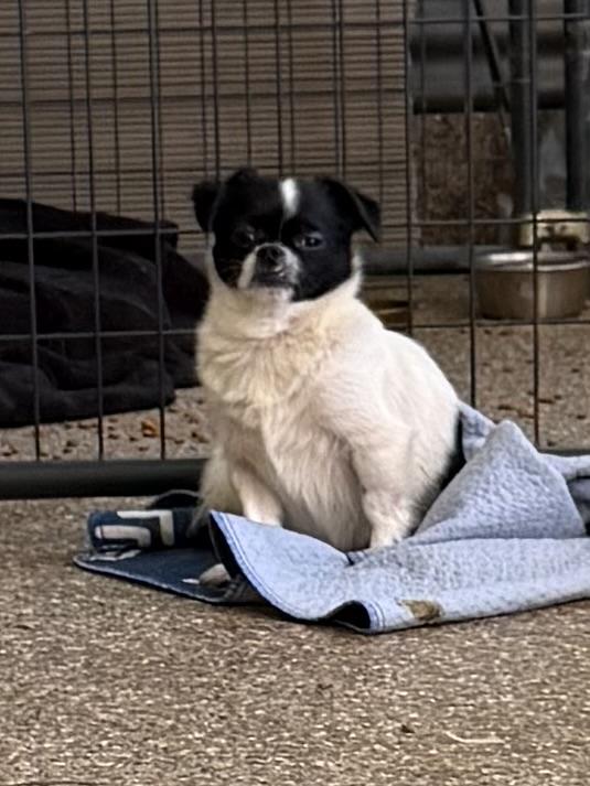 Enlarge Jack Daddy Joy, a Adoptable mixed breed in Woburn, MA image 4/4
