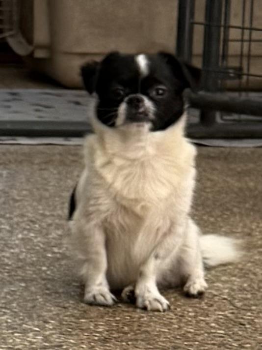 Enlarge Jack Daddy Joy, a Adoptable mixed breed in Woburn, MA image 2/4