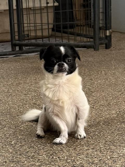 Enlarge Jack Daddy Joy, a Adoptable mixed breed in Woburn, MA image 3/4