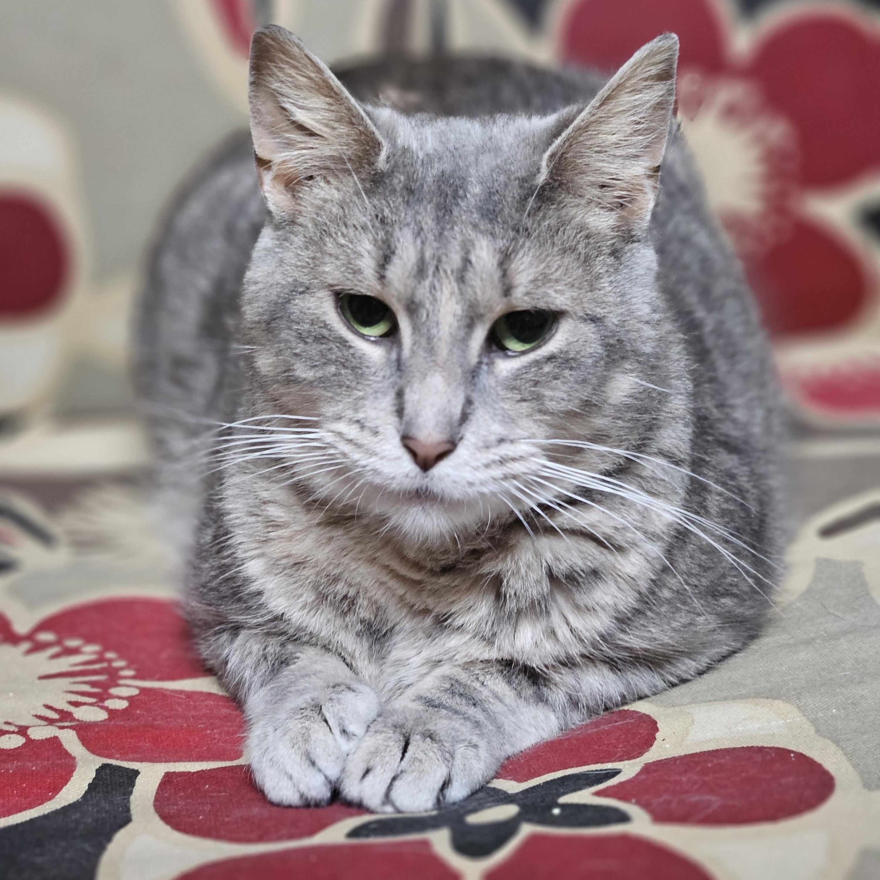 Calypso, ADOPTABLE, Adult Female Domestic Short Hair.