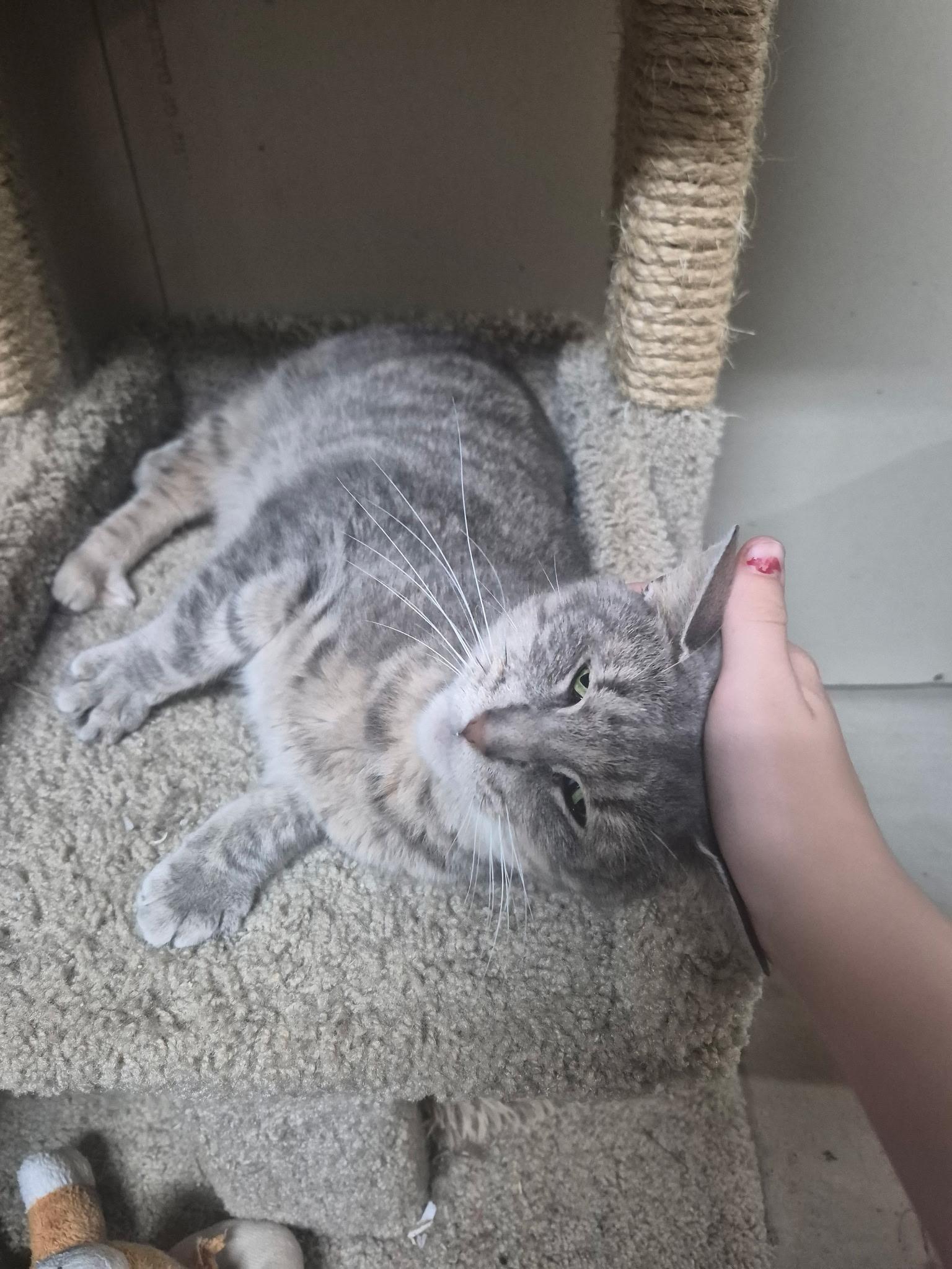 Enlarge Calypso, a ADOPTABLE Domestic Short Hair in Hudsonville, MI image 3/4