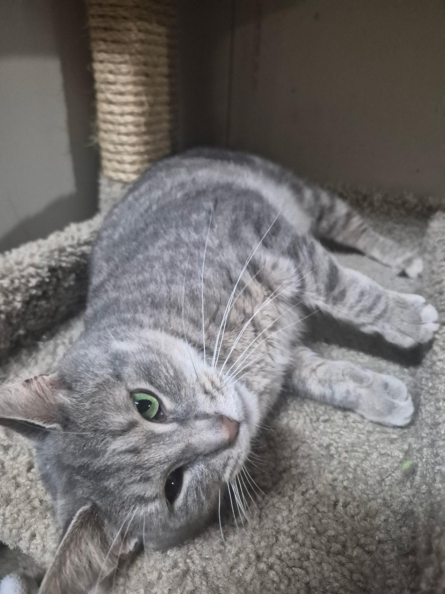 Enlarge Calypso, a ADOPTABLE Domestic Short Hair in Hudsonville, MI image 2/4