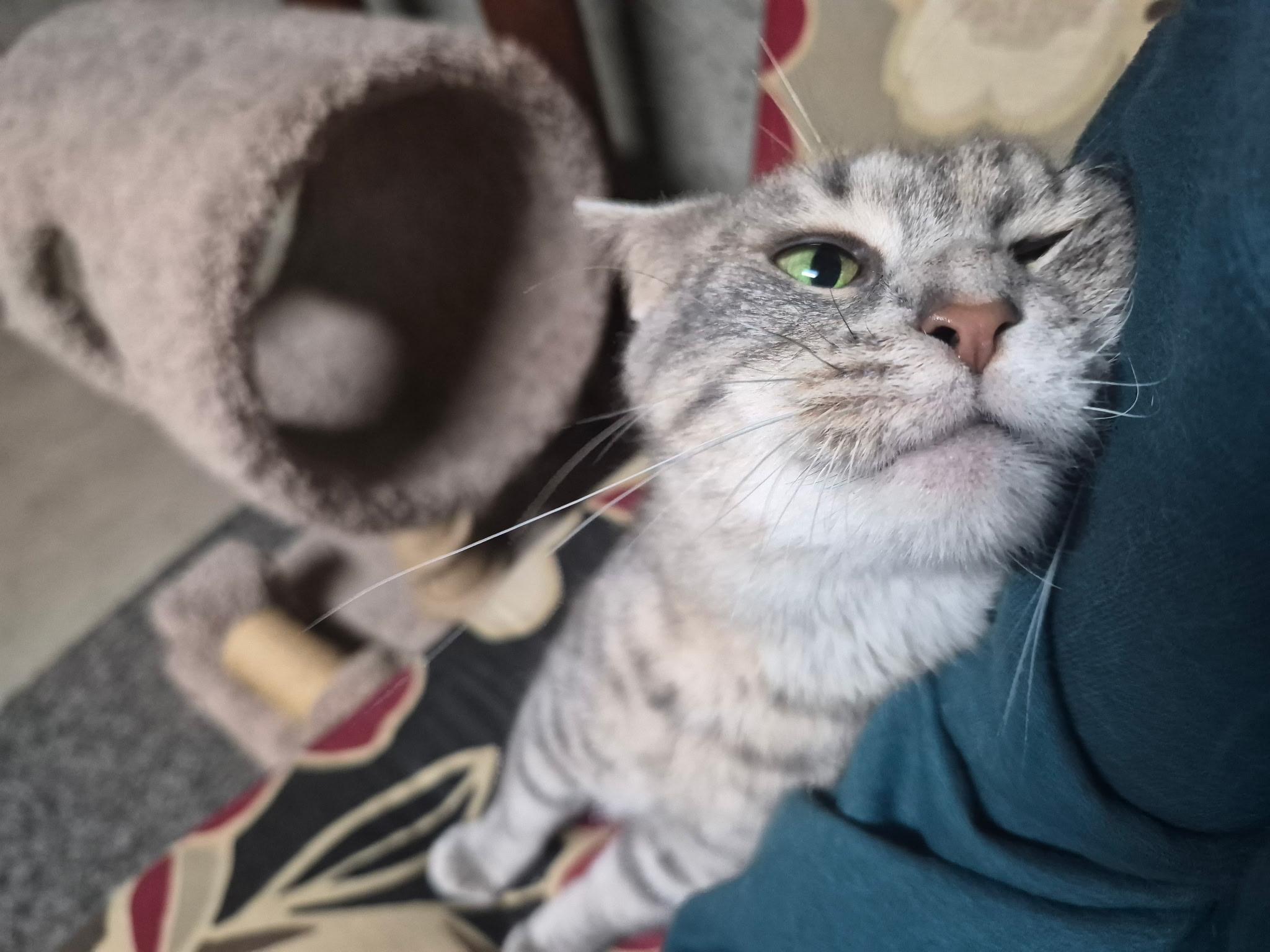 Enlarge Calypso, a ADOPTABLE Domestic Short Hair in Hudsonville, MI image 4/4