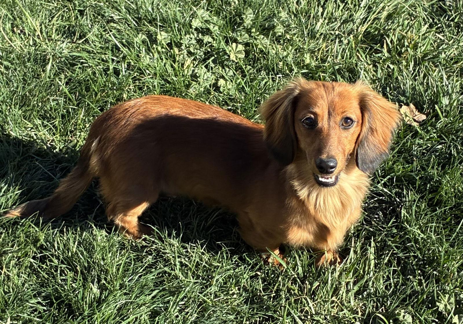 Ralphie, Adopted, Puppy Female Dachshund.