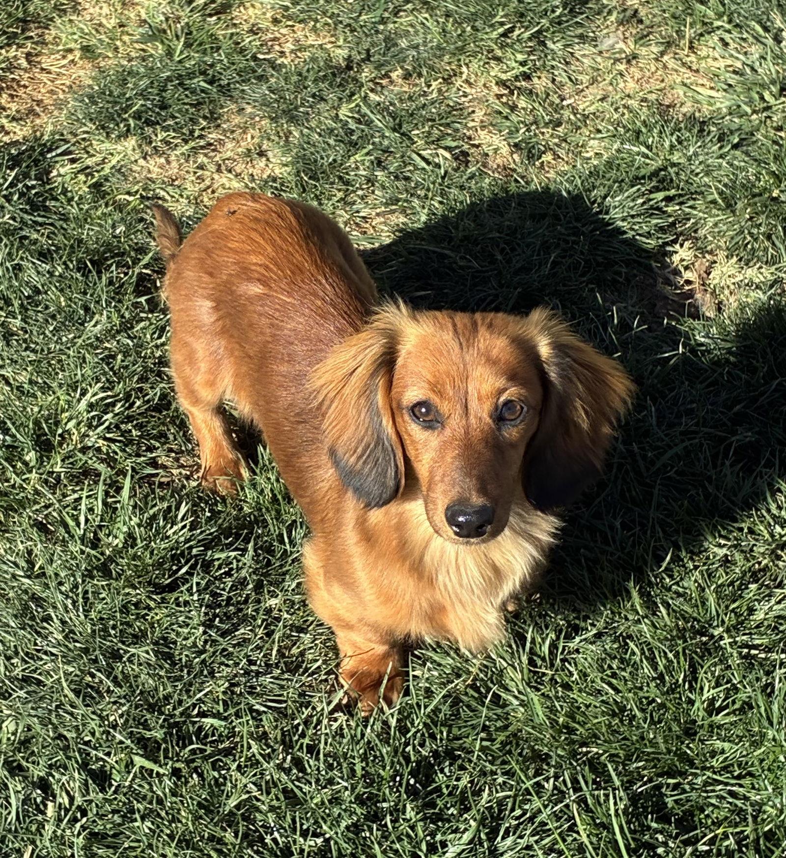 Ralphie, a Adopted Dachshund in Hesperia, CA image 2/3