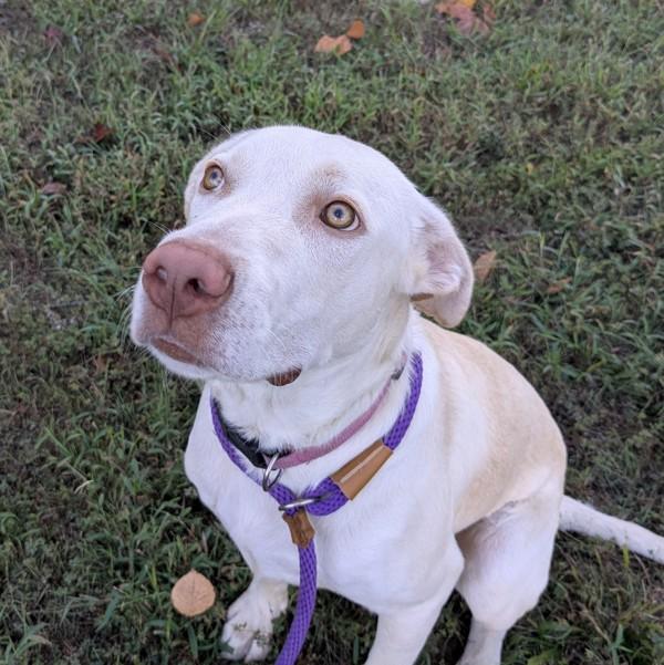 Enlarge Cyrus, a Adoptable mixed breed in Osage Beach, MO image 1/1