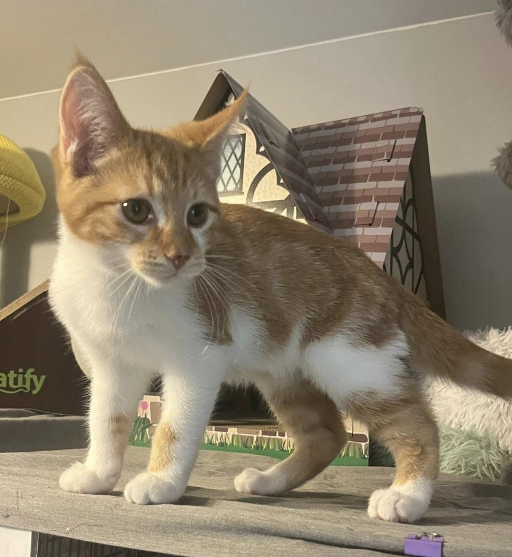 Enlarge Titan, an adopted Domestic Short Hair in South Lyon, MI image 2/5