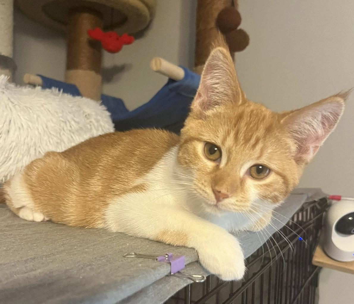 Enlarge Titan, an adopted Domestic Short Hair in South Lyon, MI image 3/5