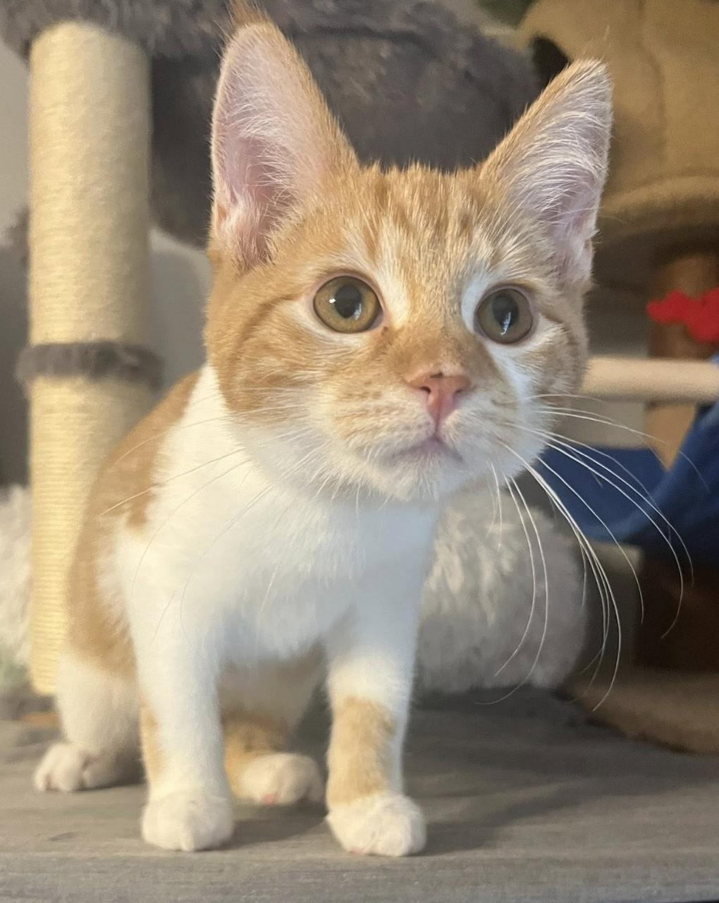 Enlarge Titan, an adopted Domestic Short Hair in South Lyon, MI image 1/5