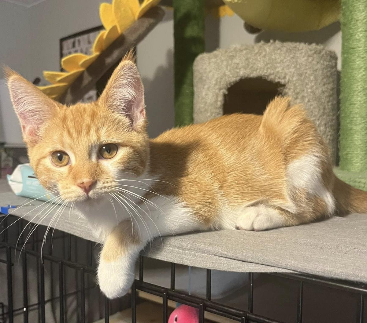 Enlarge Titan, an adopted Domestic Short Hair in South Lyon, MI image 4/5