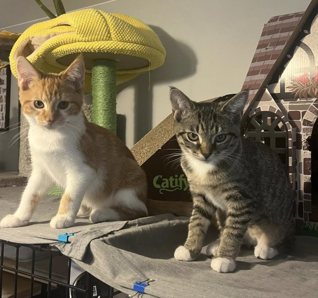 Enlarge Titan, an adopted Domestic Short Hair in South Lyon, MI image 5/5