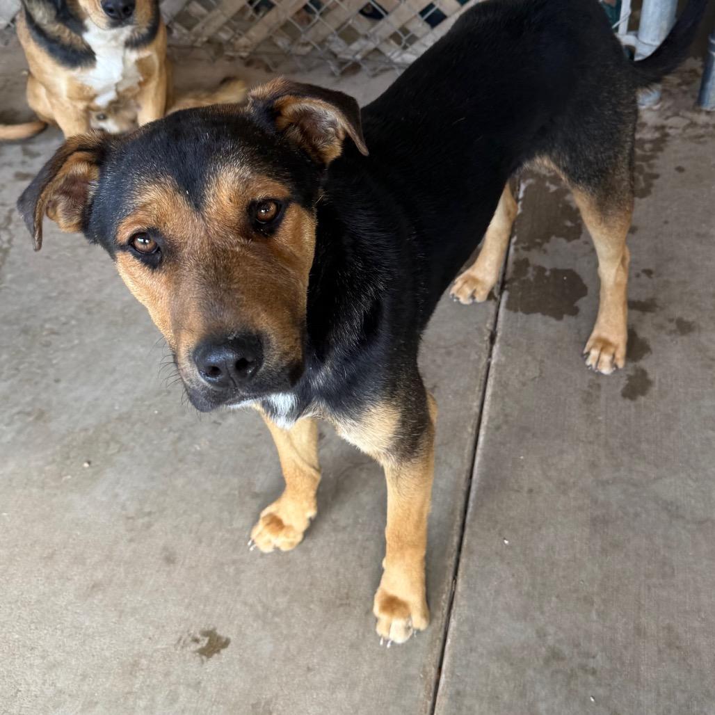 Lupe - in foster!, Adoptable, Adult Male Mixed Breed.